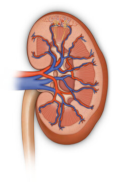 Illustration of the cross section of a human kidney; Illustration