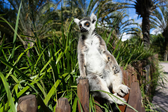 Portrait of lemur (Lemuroidea) sitting on a fence relaxing in the sunshine; Brisbane, Queensland, Australia