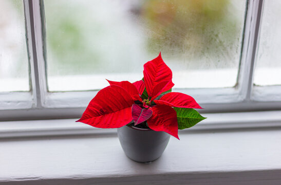 Red poinsettia flower on the window sill. Christmas star plant