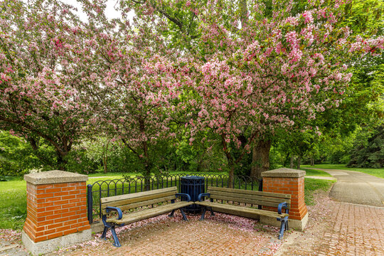 Benches under a blossoming tree in a secluded corner of a city park; River Valley, Edmonton, Alberta, Canada