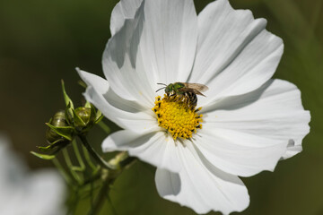 Metallic Green Sweat Bee (Agapostemon) collecting nectar and pollen on a white cosmos (Cosmos) in the sunlight; Astoria, Oregon, United States of America