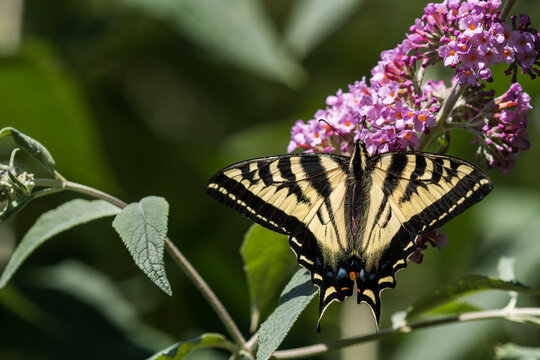 Pale swallowtail butterfly (Papilio eurymedon) drinking nectar from a purple flowering butterfly bush (Buddleja); Astoria, Oregon, United States of America