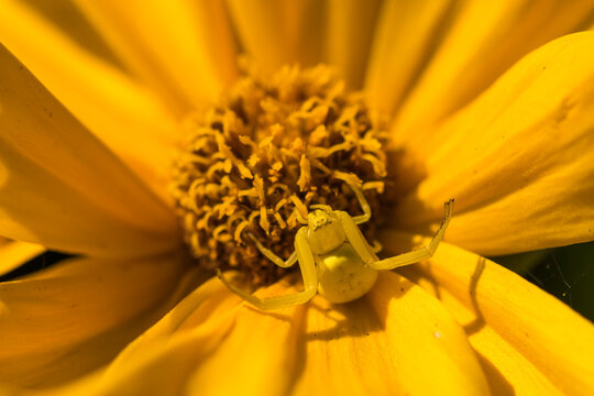 Female goldenrod crab spider (Misumena vatia) in yellow color change, camouflaged against a tickseed (Coreopsis) blossom waiting for its prey; Astoria, Oregon, United States of America