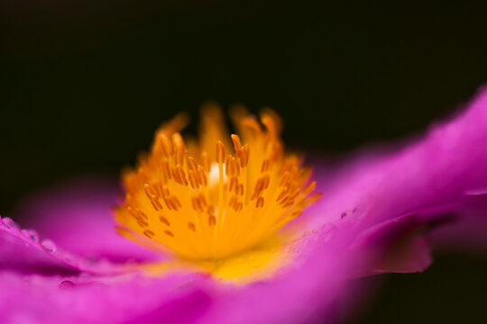 Extreme close-up of a rock rose (Cistus) and the stamen of its plant reproductive system against a black background; Astoria, Oregon, United States of America