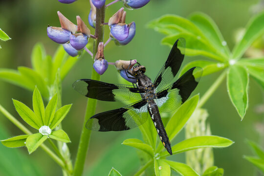 Close-up of an Eight-spotted Skimmer Dragonfly (Libellula forensis) on a flowering Russell Lupine (Lupinus polyphyllus); Astoria, Oregon, United States of America