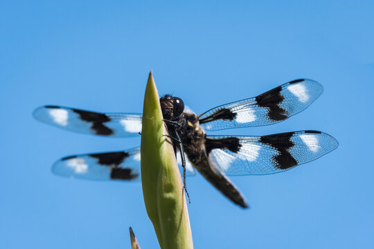 Close-up of a Twelve-spotted Skimmer Dragonfly (Libellula pulchella) perched on a flower bud against a blue sky; Astoria, Oregon, United States of America