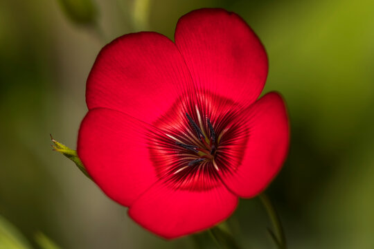 Close-up of a Crimson Flax flower (Linum grandiflorum) with its showy center pattern; Astoria, Oregon, United States of America