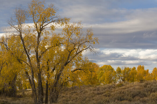 Trees covered in gold leaves with a cloudy autumn sky; Grand Teton National Park, Teton County, Wyoming, United States of America