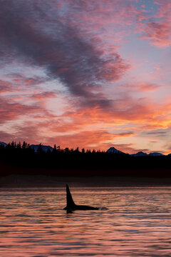 An orca whale swims in the Inside Passage of the Lynn Canal at sunset, Alaska, USA