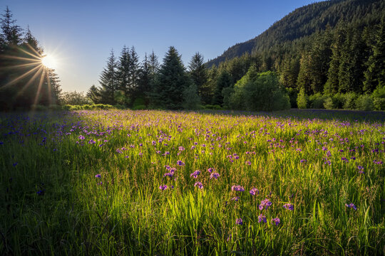 Sunlight reflecting on a meadow blooming with wild iris plants (Iris spuria) in the Tongass National Forest; Juneau, Alaska, United States of America