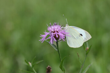 Large white butterfly on a flower