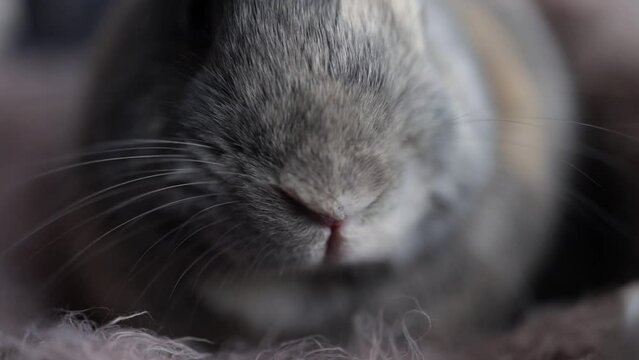 Rabbit nose sniffing. Close-up of brown rabbit mouth. Posting and look at camera, extreme close shot.