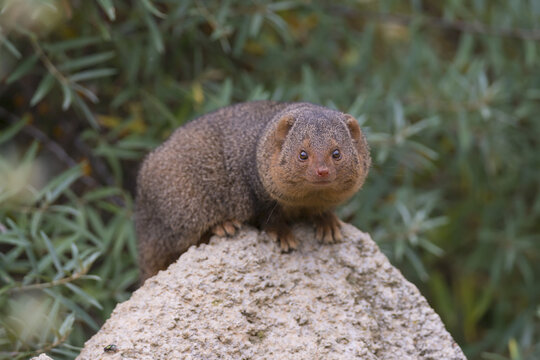 Portrait of a common dwarf mongoose (Helogale parvula) in a zoo, sitting on a rock in a defensive position and looking intently at the camera; Germany