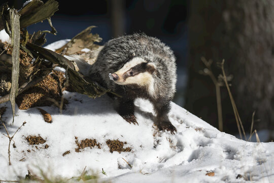 European badger (Meles meles) walking through the snow in winter and looking for food; Bohemian Forest, Czech Republic