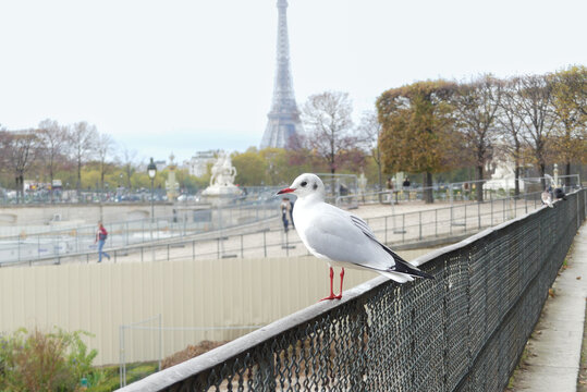 Bird, Columba livia, in the Tuileries Garden with the Eiffel Tower in the background. Rock pigeon in town