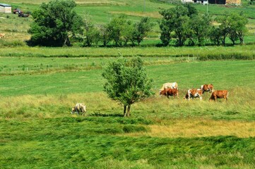Fototapeta premium cows graze on green grass with a strong wind