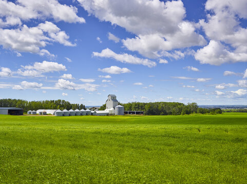 Grain elevator and a row of grain storage bins in a green, grassy field of hay with a cloudy, blue sky near Red Deer, Alberta; Alberta, Canada