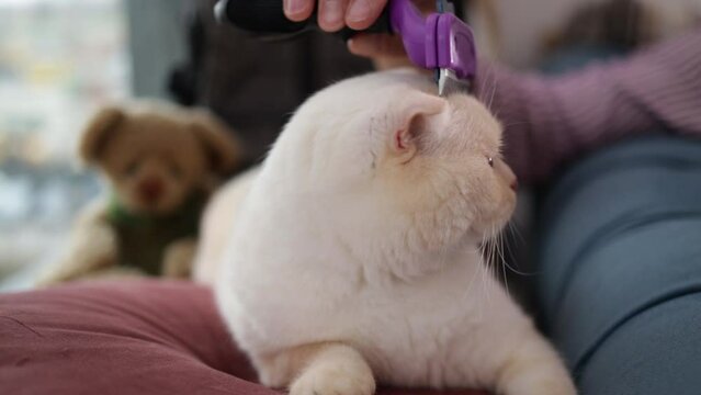 The man combs the hair of a cat.The man strokes the cat's head.