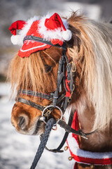 Pony / Weihnachten