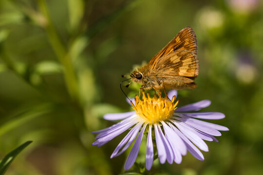 A Woodland Skipper (Ochlodes sylvanoides) butterfly extracts nectar from an aster blossom; Astoria, Oregon, United States of America