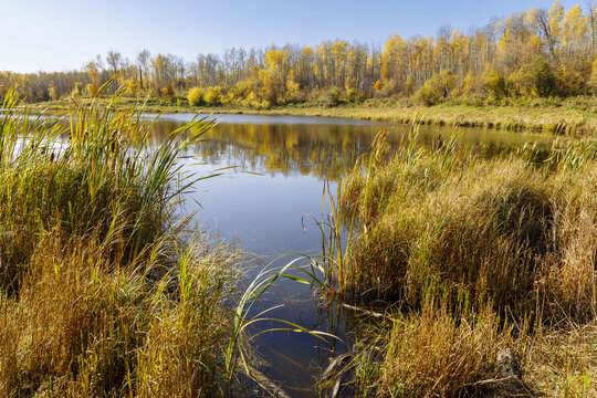 Pond with autumn coloured foliage reflected in the tranquil water; Alberta, Canada