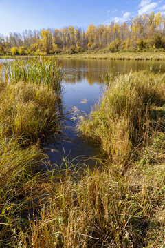 Pond with autumn coloured foliage reflected in the tranquil water; Alberta, Canada