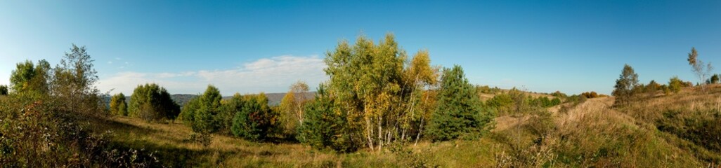 Panorama of autumn tree on a large lawn.