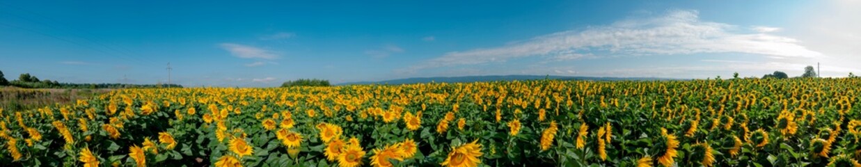Fototapeta premium Sunflower field in the afternoon. Panorama of beautiful nature landscape. Farm field idyllic scene