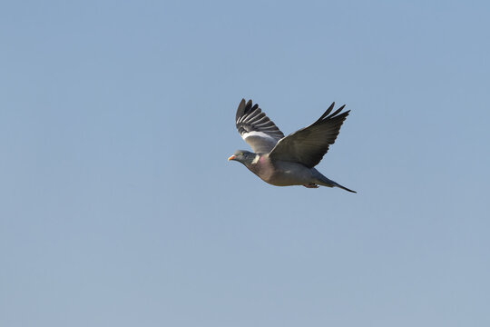 Common Wood Pigeon (Columba palumbus) in flight in a blue sky