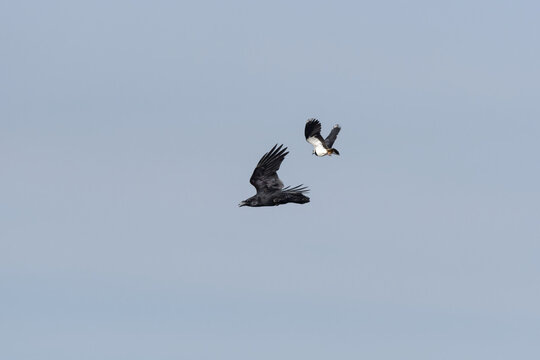 Common Raven (Corvus corax) and Lapwing (Vanellus vanellus) in flight in a blue sky