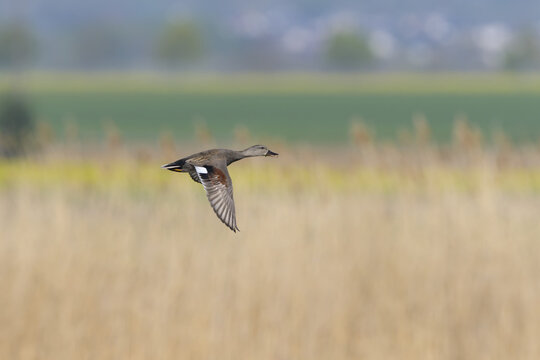 Gadwall (Mareca strepera) in flight in the countryside