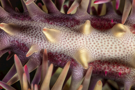 Close-up detail of a crown of thorns starfish (Acanthaster planci); Maui, Hawaii, United States of America