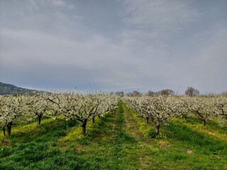 Obraz premium Blooming garden