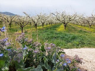 Spring blooming garden of apricot trees
