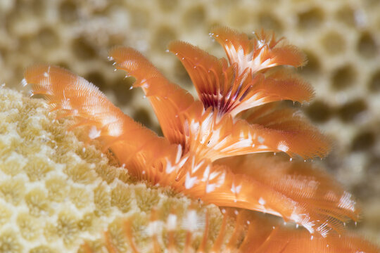 Close-up of the orange colored plumes of a Christmas tree worm (Spirobranchus giganteus) attached to coral; Maui, Hawaii, United States of America