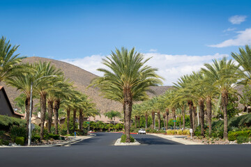 Beautiful road lined with palm trees with the background of hill and sky, Oasis Community, Menifee, California, USA - Powered by Adobe