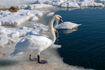Swans walk in the snow on a beautiful winter day