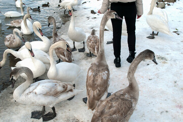 Obraz premium white swan paws on the ice reflecting