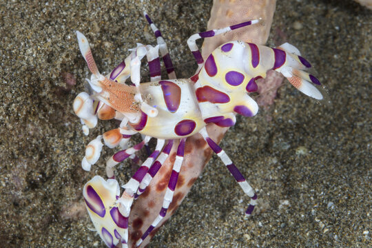 Harlequin Shrimp (Hymenocera picta) feeding on the ray of a starfish (Asteroidea); Maui, Hawaii, United States of America