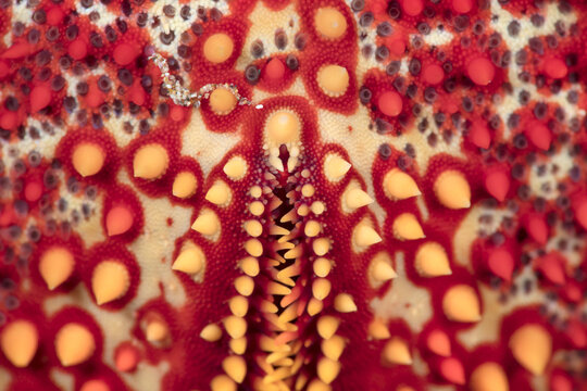 Close-up detail of the underside of a Pin Cushion Starfish (Culcita novaeguineae) showing small teeth-like spines and nodules; Maui, Hawaii, United States of America