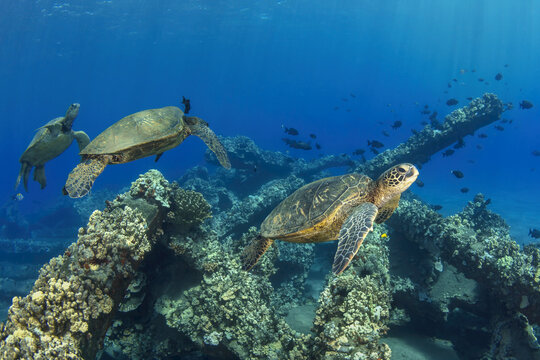 Three Hawaiian green sea turtles (Chelonia mydas) swimming along the coral; Maui, Hawaii, United States of America