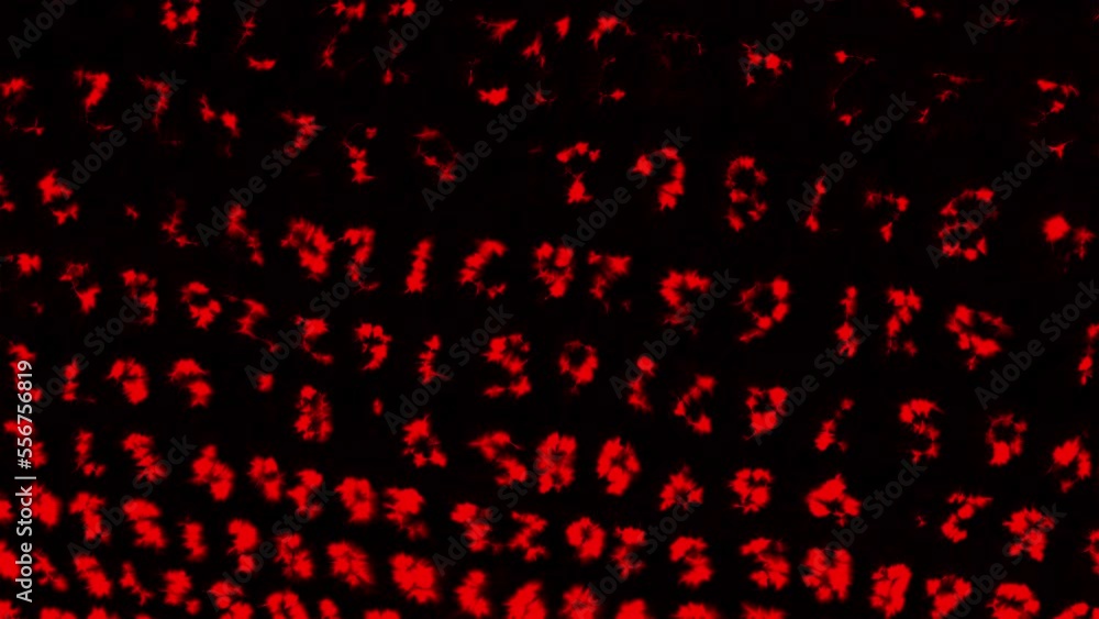 Poster red code appearing. motion. translucent numbers that are written in a line and blinking are made in 