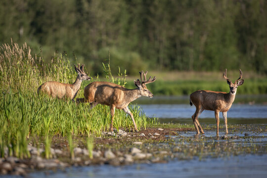 Deer in Elk Island National Park; Alberta, Canada