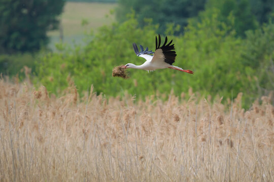 White Stork (Ciconia ciconia) flying over tall grass in a field with nesting material in it's mouth; Europe