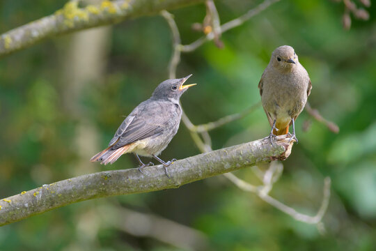 Black Redstart (Phoenicurus ochruros) adult with young calling; Europe