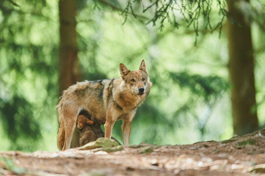 Eurasian wolf (Canis lupus lupus) cub in a forest, captive; Bavaria, Germany