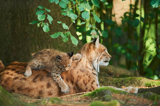 Eurasian lynx (Lynx lynx) kitten with mother playing in a forest, captive; Germany