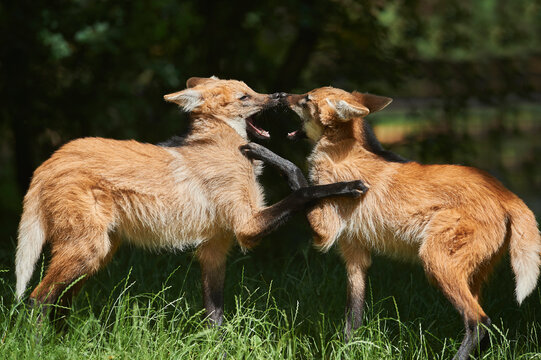 Young Maned wolves (Chrysocyon brachyurus) playing in a forest glade, captive; South America
