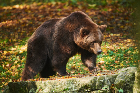 Eurasian brown bear (Ursus arctos arctos) standing on a forest clearing, captive; Germany