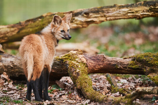 Maned wolf (Chrysocyon brachyurus) pup, captive; Bavaria, Germany